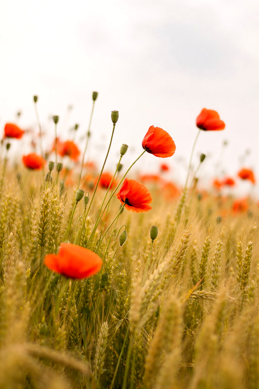 Lilled põllul pehmes valguses.