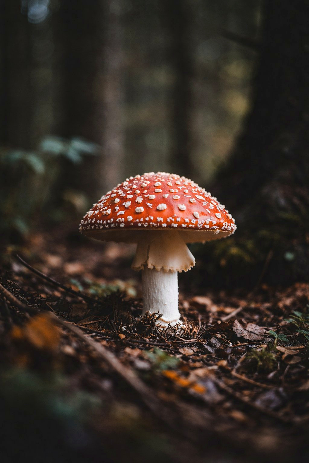 Punane detailfoto looduses.