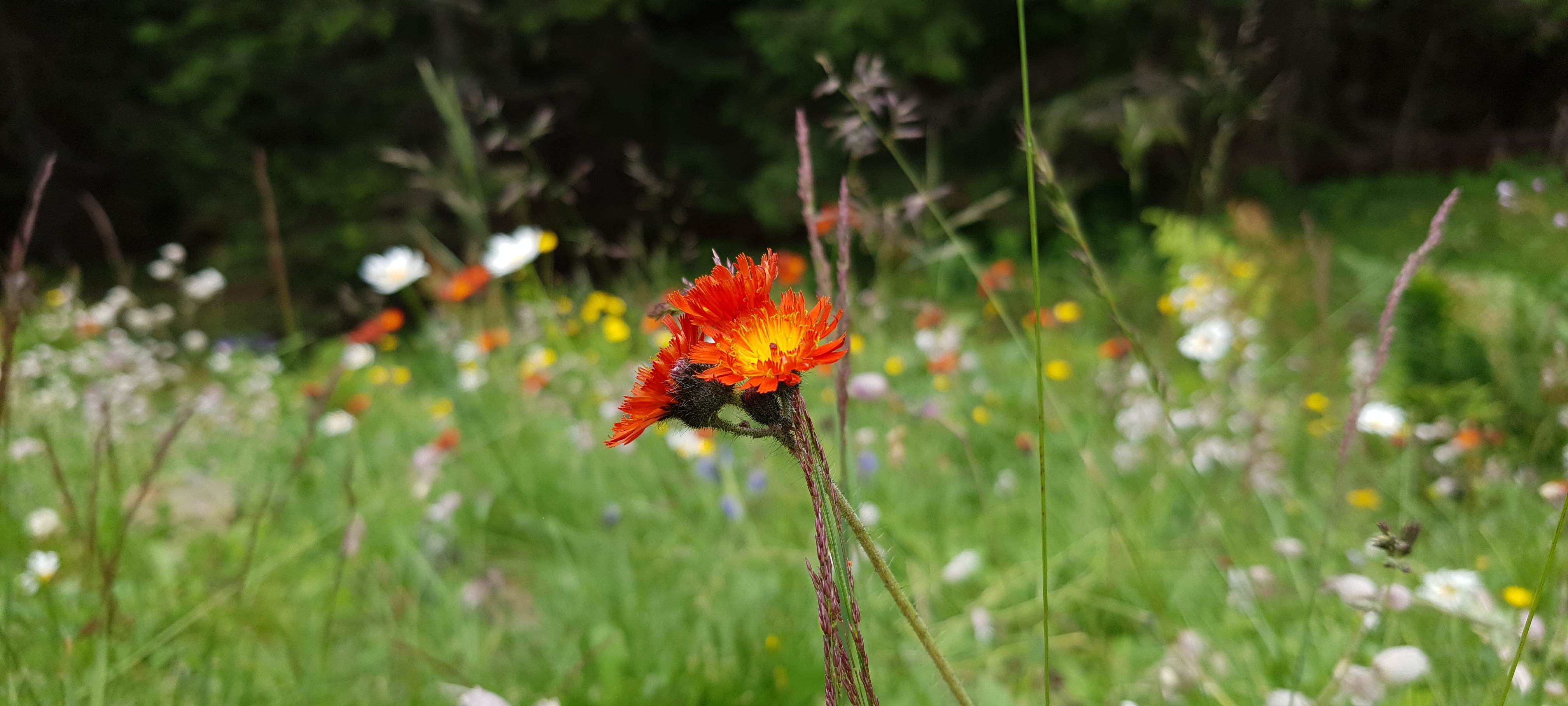 Lillefoto pehme valgusega.