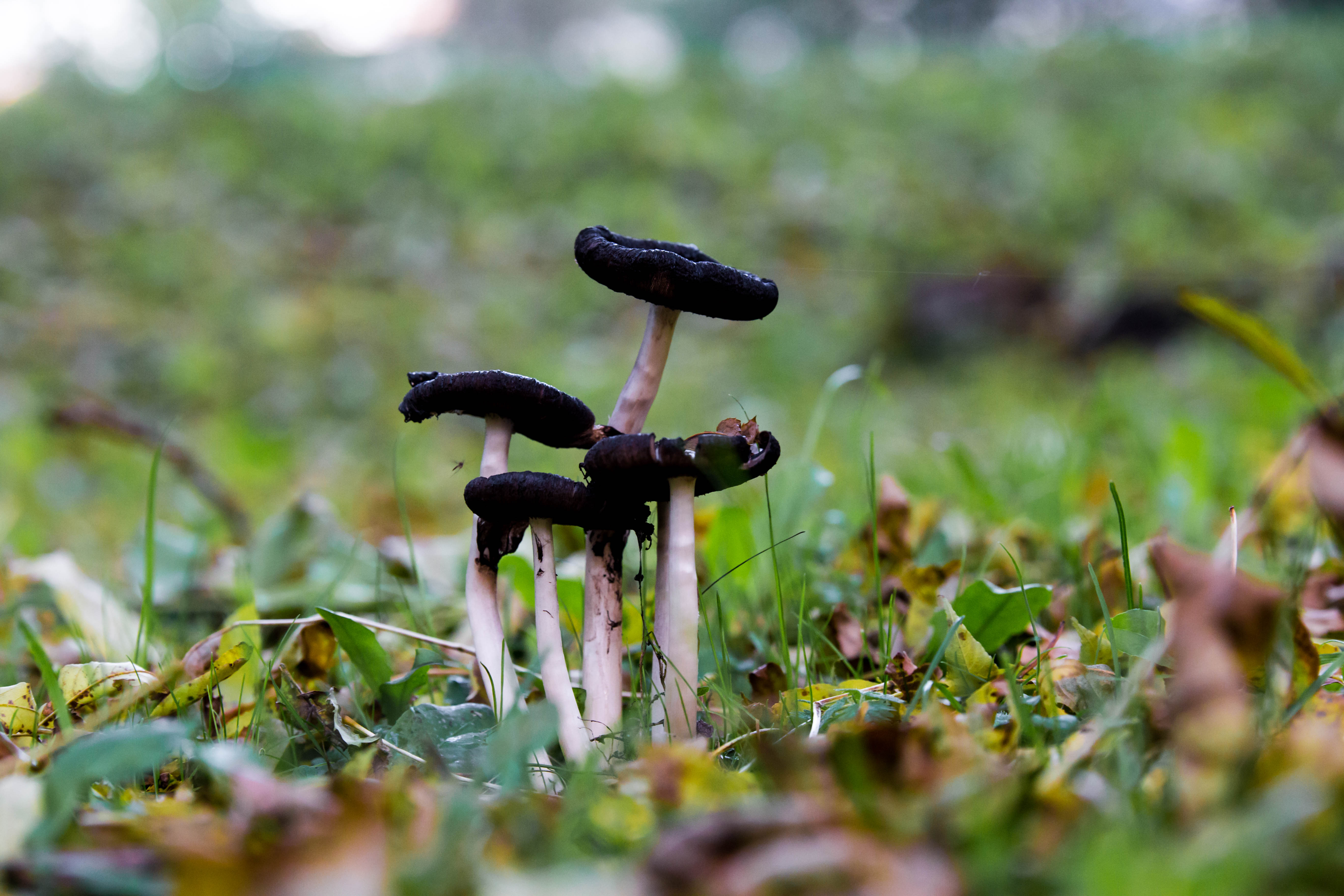 Seente ja metsameeleoluga foto.